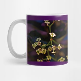 Hedge Flowers with an Ant Mug